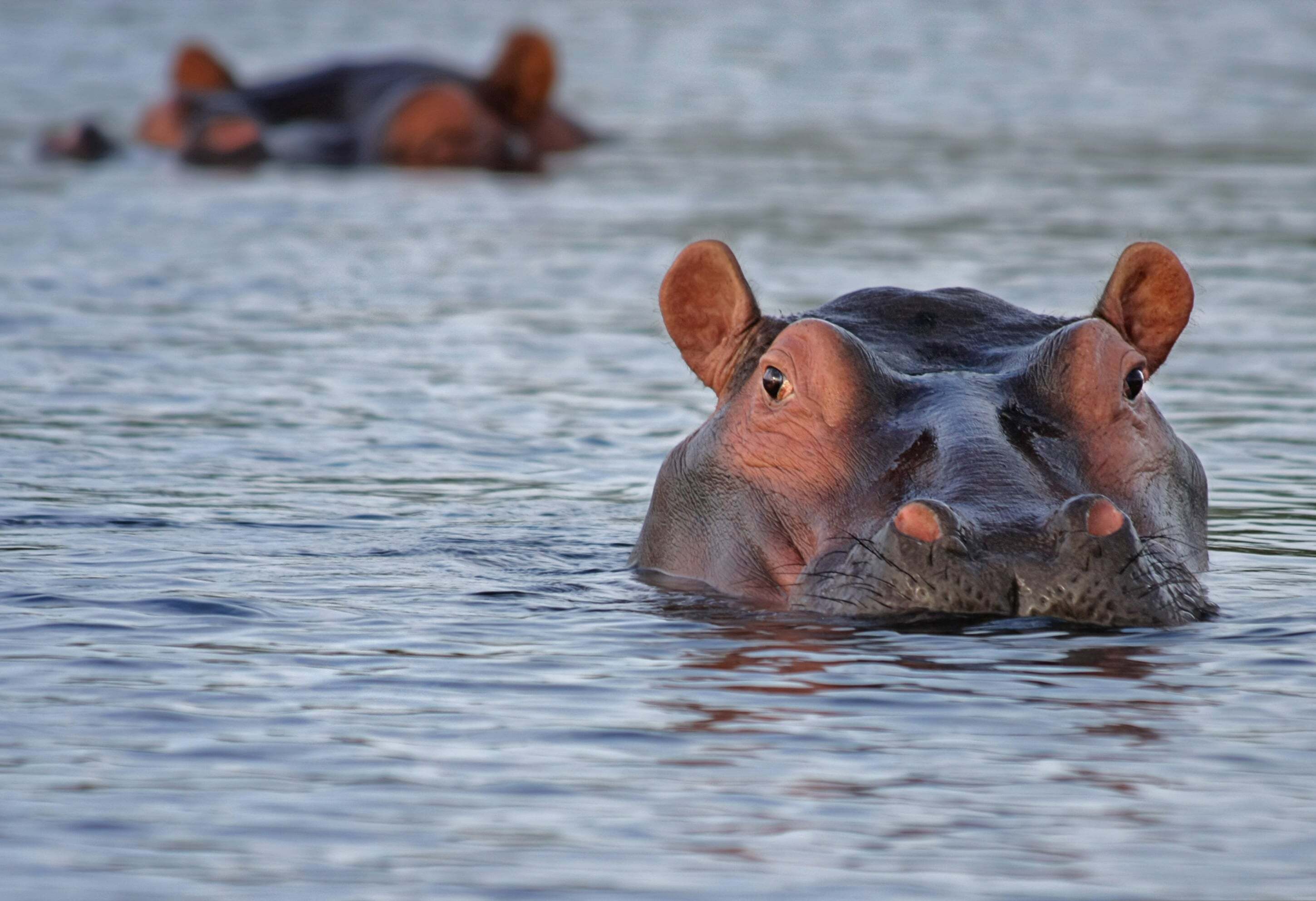 Adventure Aquarium designerpoint-hippo-515027