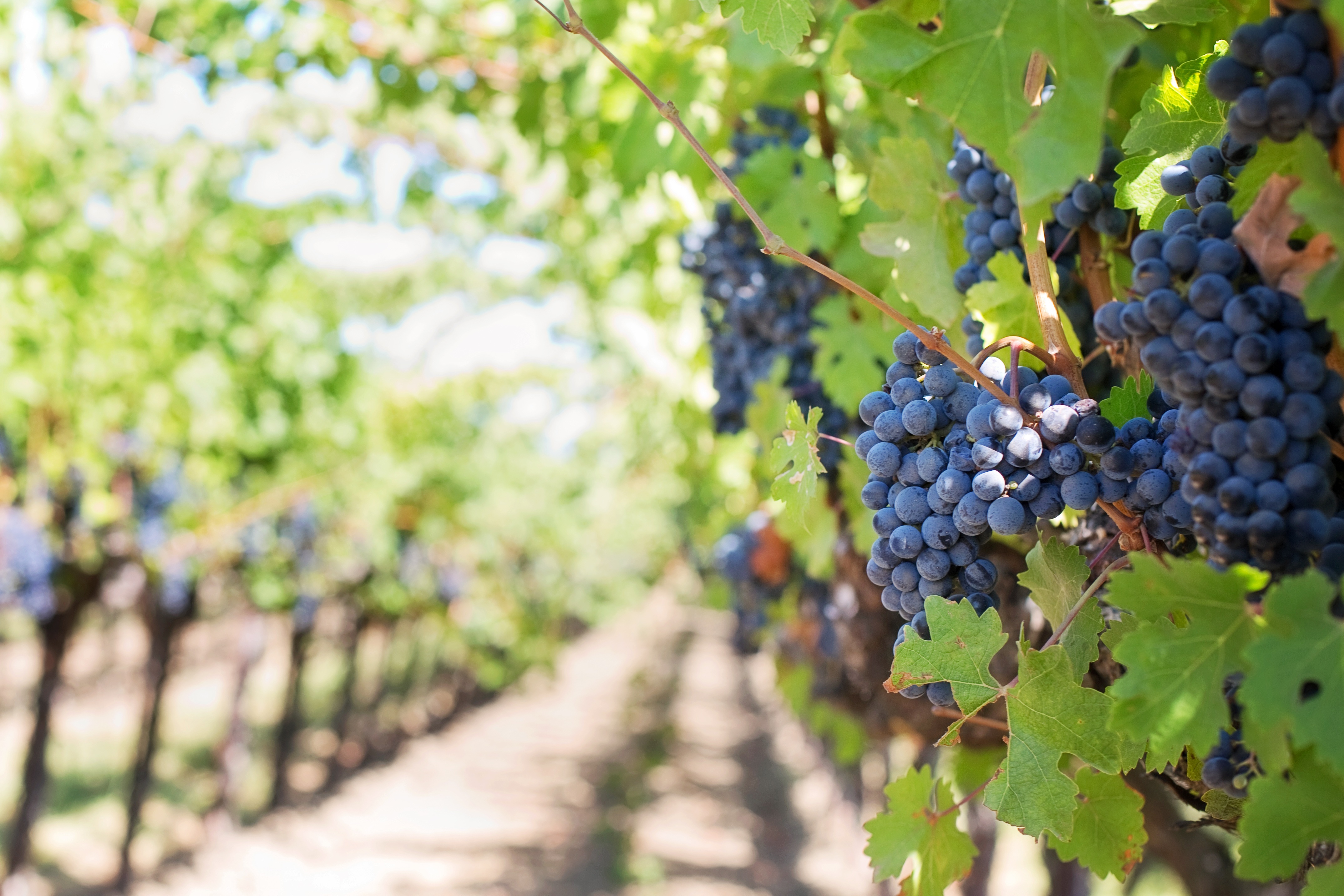 Winery Finger lake tour with Martz Bus - jillwellington-grapes-553462