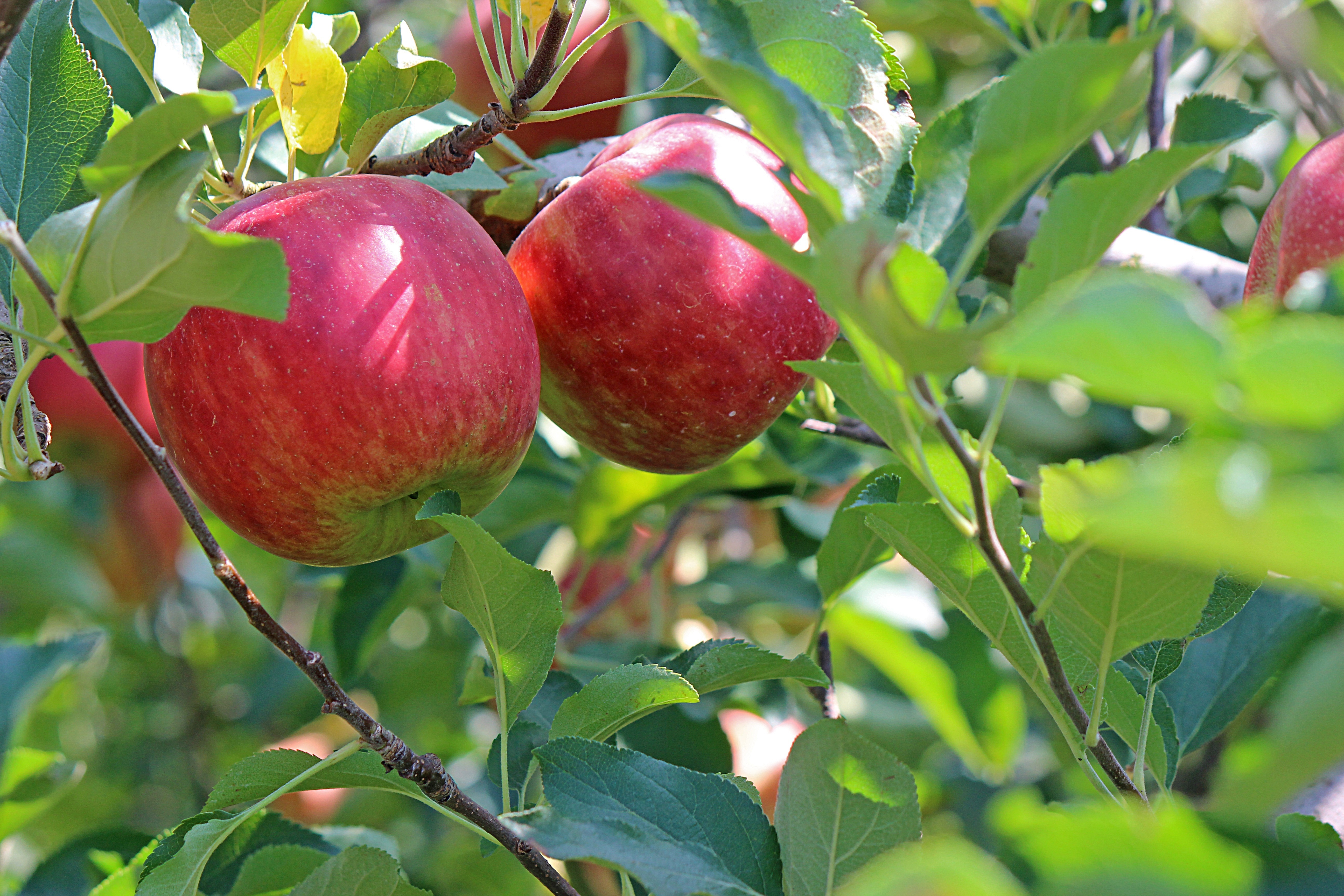 Apple festival with Martz Bus - kiyu_01-apple-2720105